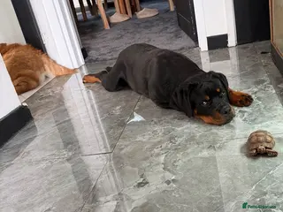 Rottweiler dogs Gorgeous Rottweiler puppy Nanci - Advert 2