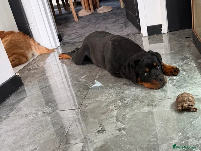 Rottweiler dogs Gorgeous Rottweiler puppy Nanci - Advert 2