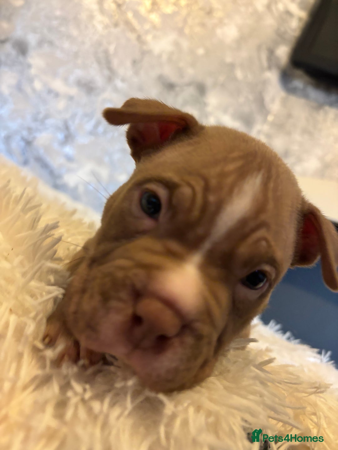 American Bully dogs for sale: Pocket bully puppies - Advert 18