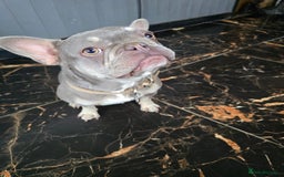 French Bulldog dogs for sale: Stunning 16 month old frenchie girl for sale - Image 3