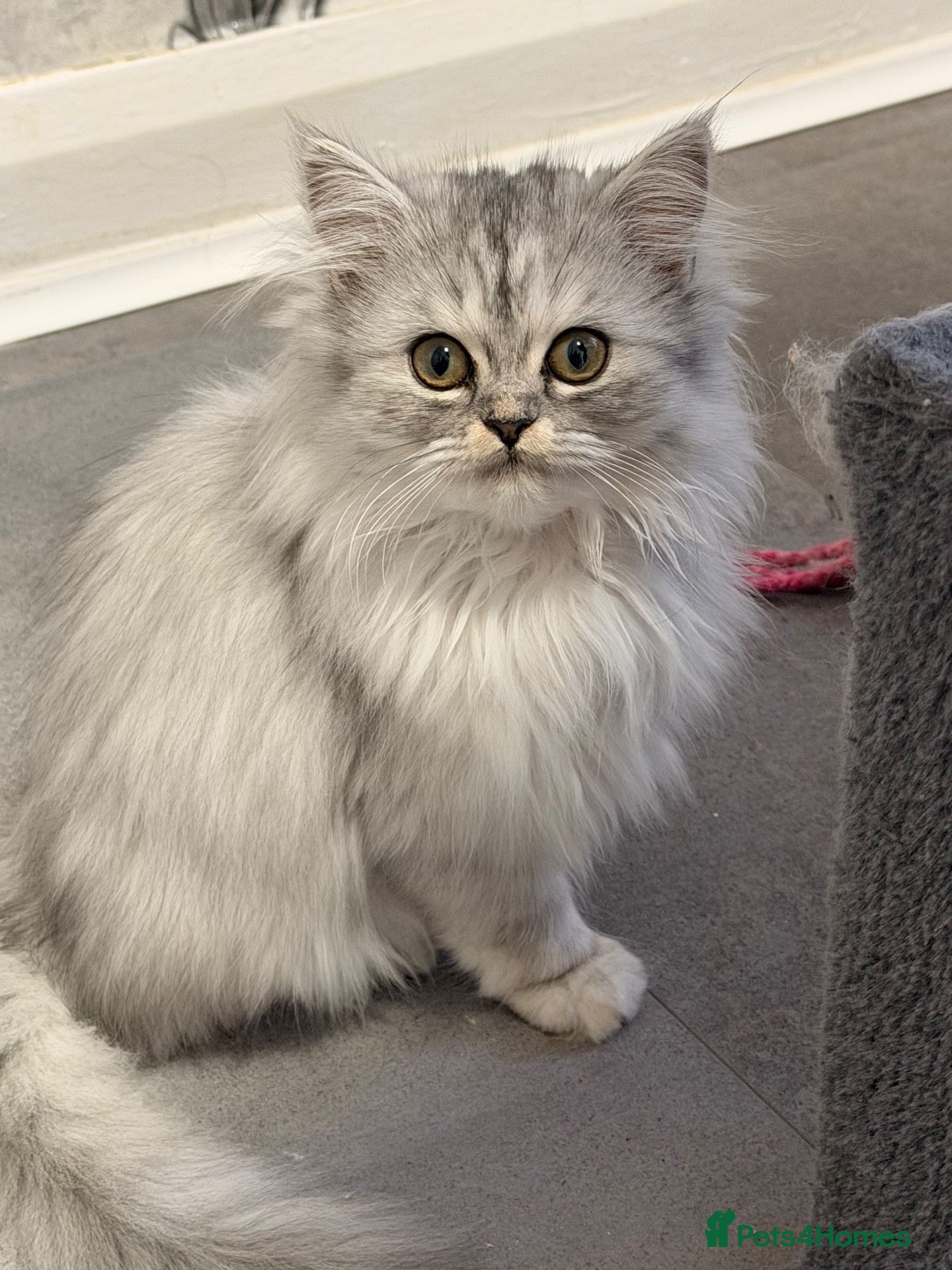 Persian cats Beautiful long haired Persian Kittens - Advert 2