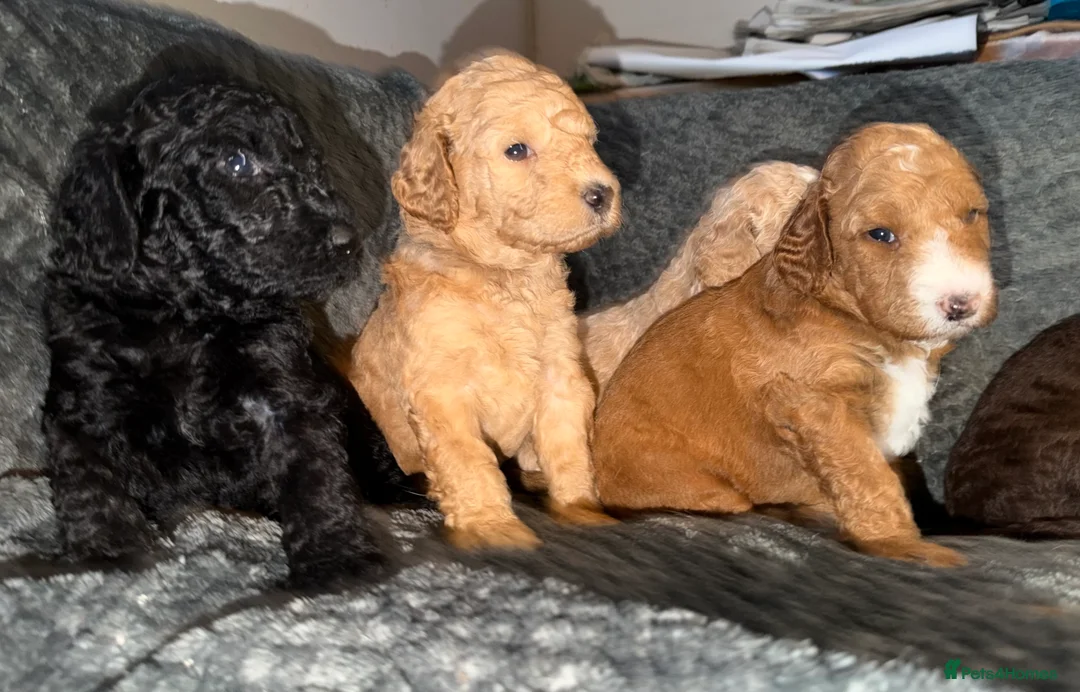 Goldendoodle dogs for sale: Female Goldendoodle Ready Now - Advert 23