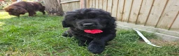 Newfoundland dogs for sale: Beautiful Newfoundland puppies  - Advert 3