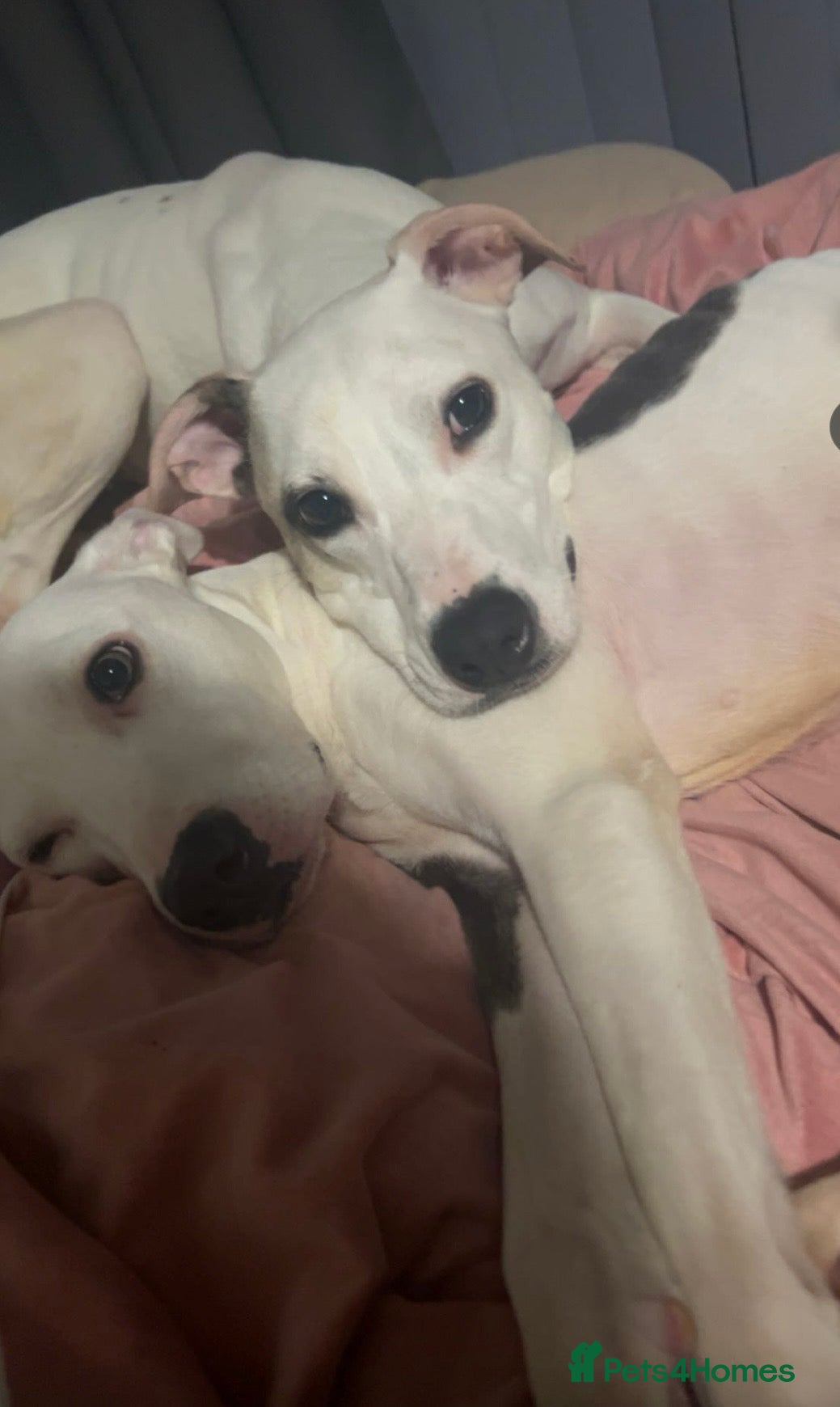 Mixed Breed dogs 3 year old girls  - Advert 2