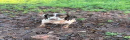 English Springer Spaniel dogs for sale: Bandit - Advert 4