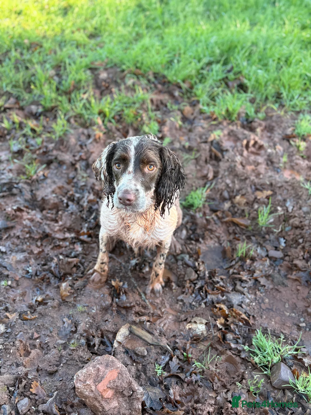English Springer Spaniel dogs for sale: Bandit - Advert 4