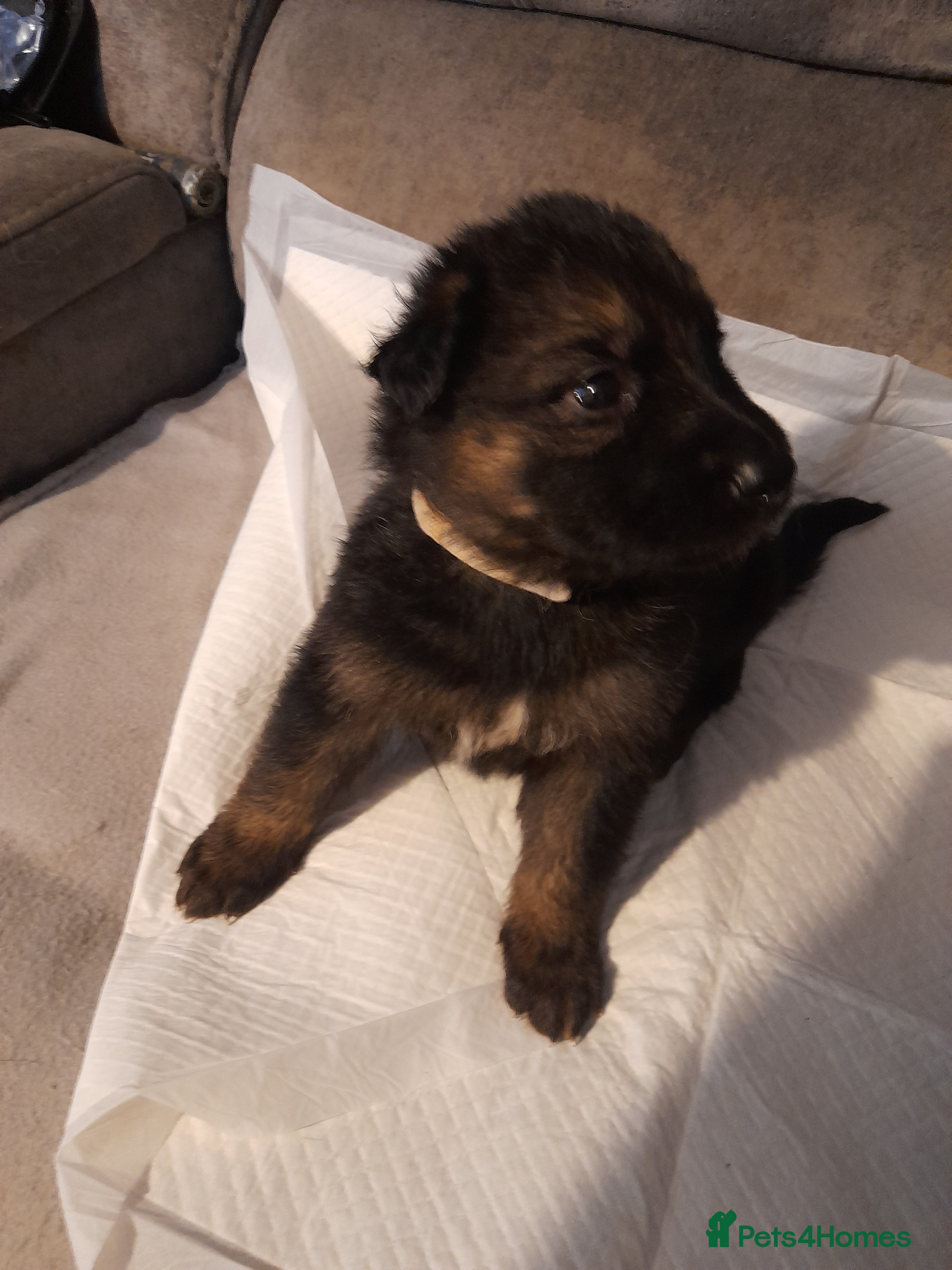 German Shepherd dogs Stunning German shepherd puppies - Advert 8