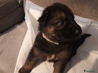 German Shepherd dogs Stunning German shepherd puppies - Advert 8