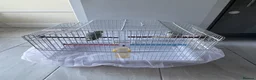 Parrots birds for sale: Parrotlet  in Hayes - Advert 17
