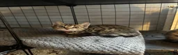 Bengal cats for sale: Stunning beautiful natured bengal cross kittens - Advert 22