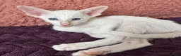 Oriental cats for sale: Beautiful oriental kittens  - Advert 7