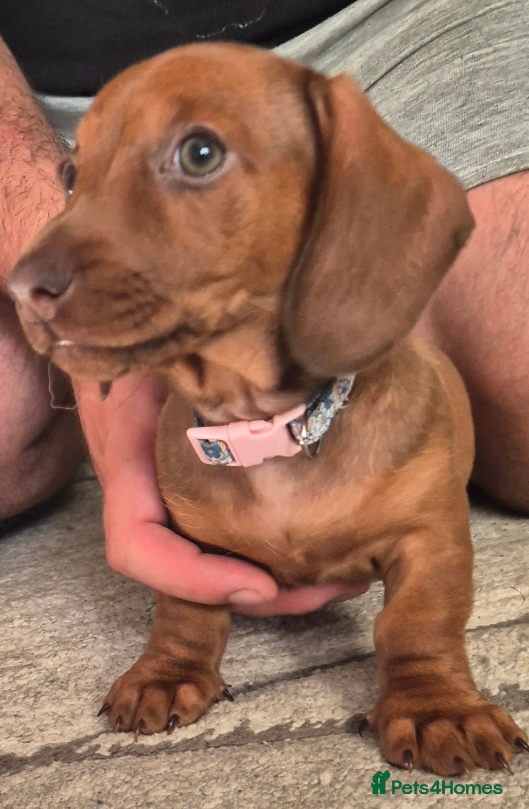 Miniature Dachshund dogs for sale: Beautiful red miniature dachshund  - Image 3