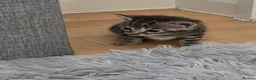 Mixed Breed cats for sale: 4 beautiful kittens looking for loving homes 🐾 - Advert 23