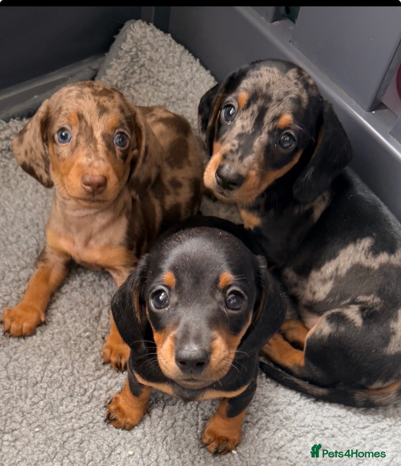 Miniature Dachshund dogs True beautiful tiny mini dachshunds puppies - Advert 11