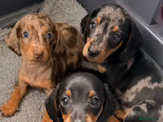 Miniature Dachshund dogs True beautiful tiny mini dachshunds puppies - Advert 11