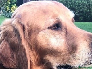 Golden Retriever dogs in Barnsley - Advert 27