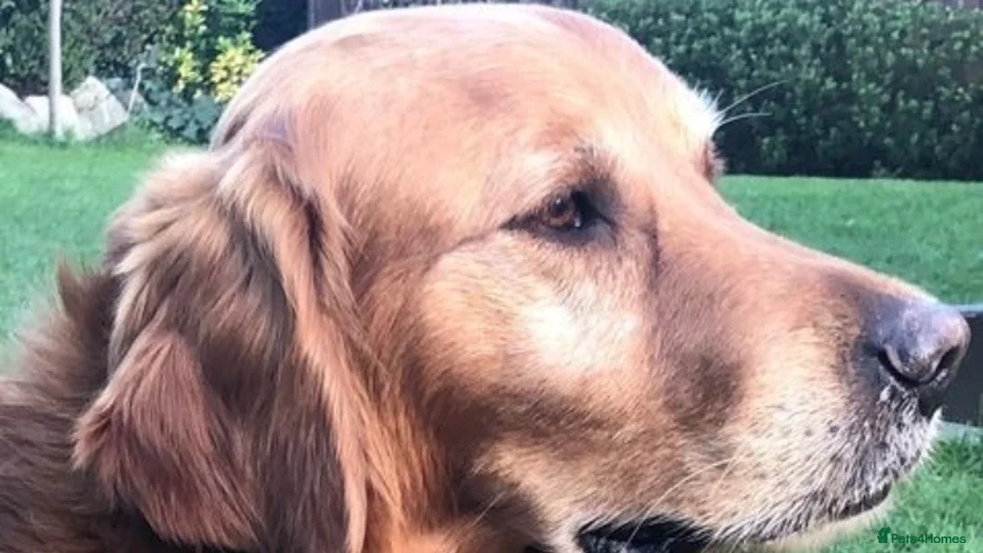 Golden Retriever dogs for stud: Castori Spirit Golden Retriever Stud 100% DNA Test in Barnsley - Advert 1