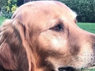 Golden Retriever dogs Castori Spirit Golden Retriever Stud 100% DNA Test in Barnsley - Advert 14