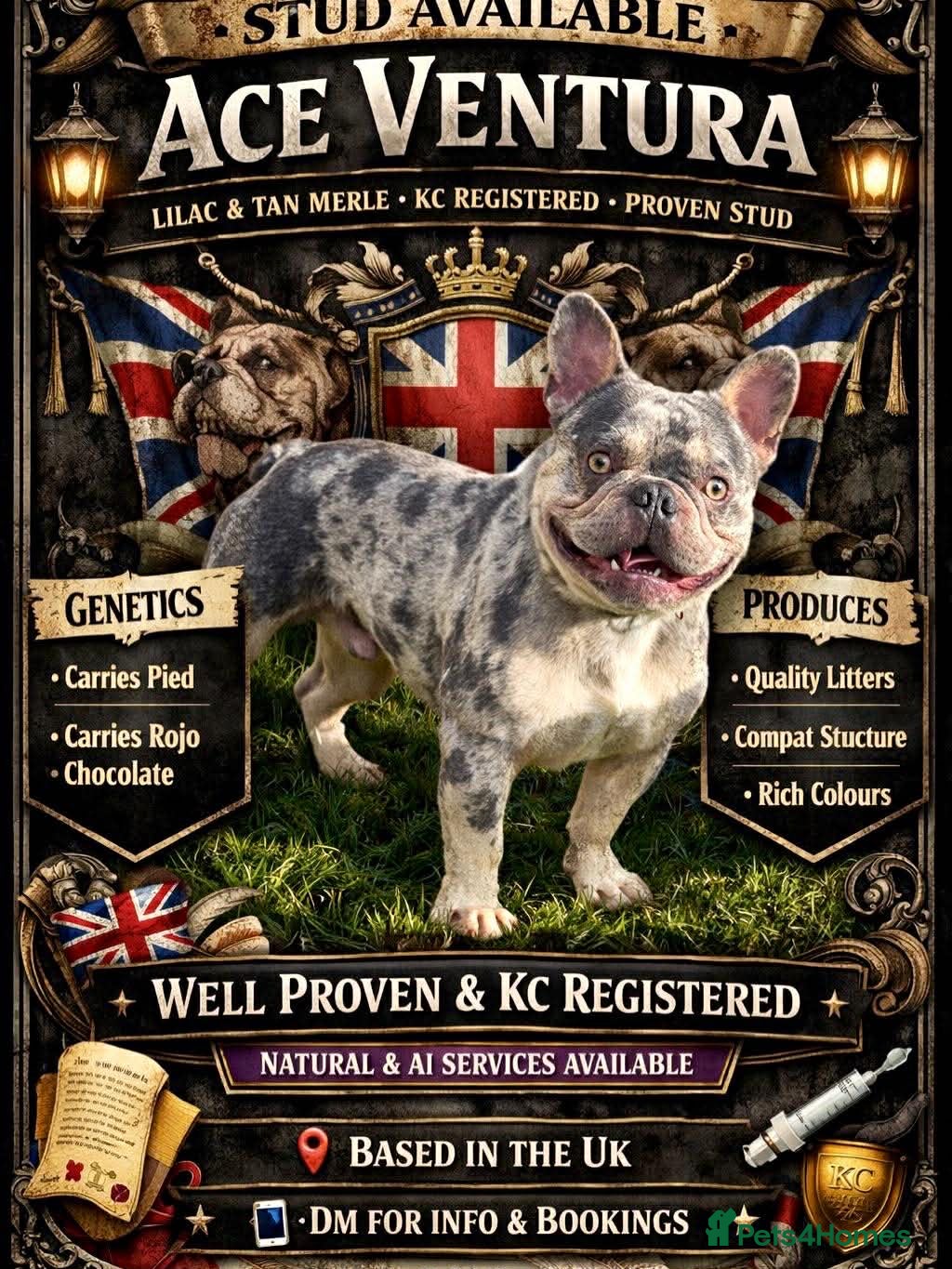 French Bulldog dogs Lilac and tan merle new shade maker - Advert 1