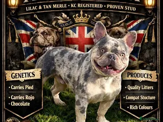 French Bulldog dogs Lilac and tan merle new shade maker - Advert 1