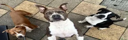 Staffordshire Bull Terrier dogs for sale: Donate Staffordshire Bull Terrier  in King's Lynn - Advert 8