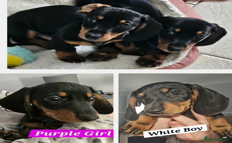 Miniature Dachshund dogs - Advert 7