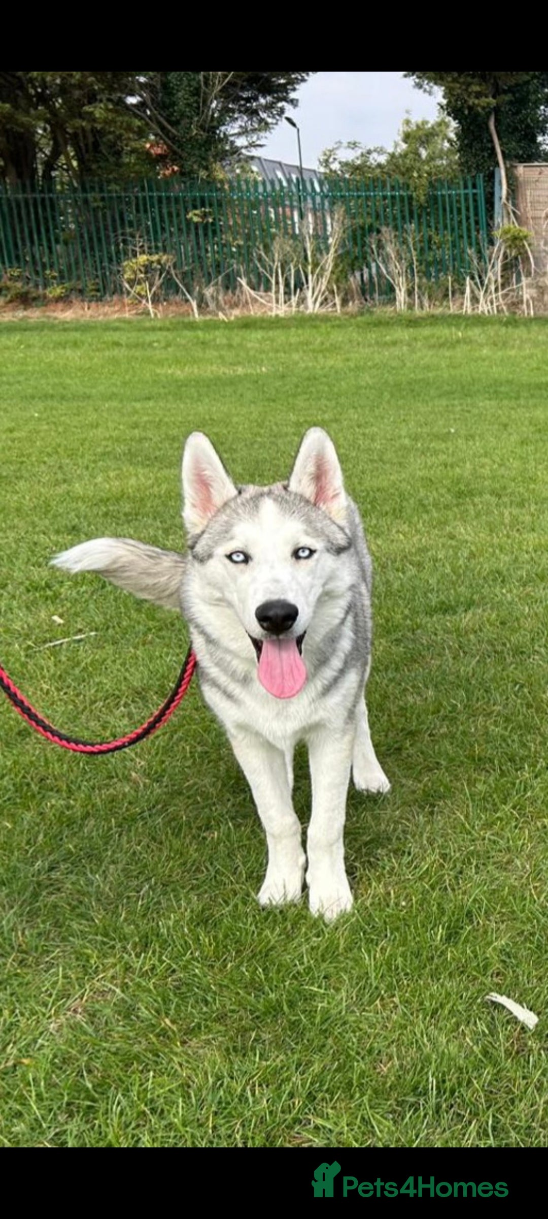 Siberian Husky dogs for sale: TRAINED rare siberian husky puppy - Image 2