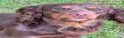 Cocker Spaniel dogs for stud: Chocolate and Tan Cocker Spaniel At Stud - Advert 4