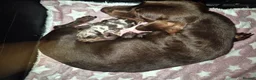 Miniature Dachshund dogs for sale: PRA CLEAR MINIATURE DACHSHUND BOY - Advert 16
