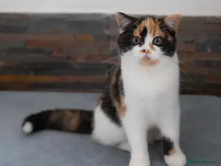 Scottish Fold cats The highest breeding quality Scottish Straight - Advert 12