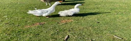 Waterfowl poultry for sale: Sebastopol Goose Eggs For Sale in Sheffield - Advert 7