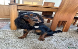 Cocker Spaniel dogs for stud: K C registered - Mr Midnight for Stud in Huddersfield - Image 3