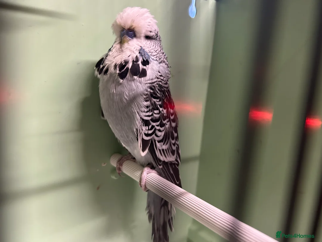 Budgerigars birds for sale: Budgies for sale, all in good health - Advert 17