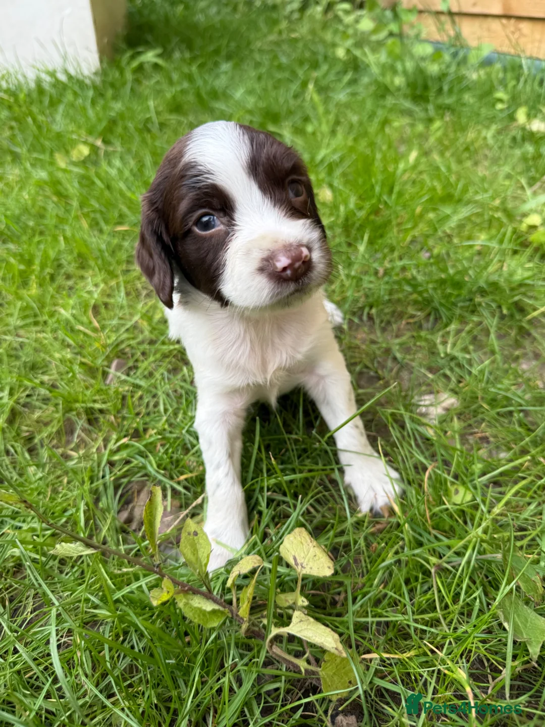 English Springer Spaniel dogs for sale: Well bred Springer Spaniel puppies  - Advert 1