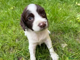 English Springer Spaniel dogs Well bred Springer Spaniel puppies - Advert 9