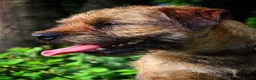 Border Terrier dogs for sale: Two Girl Border Terrier puppies in Slough - Advert 2