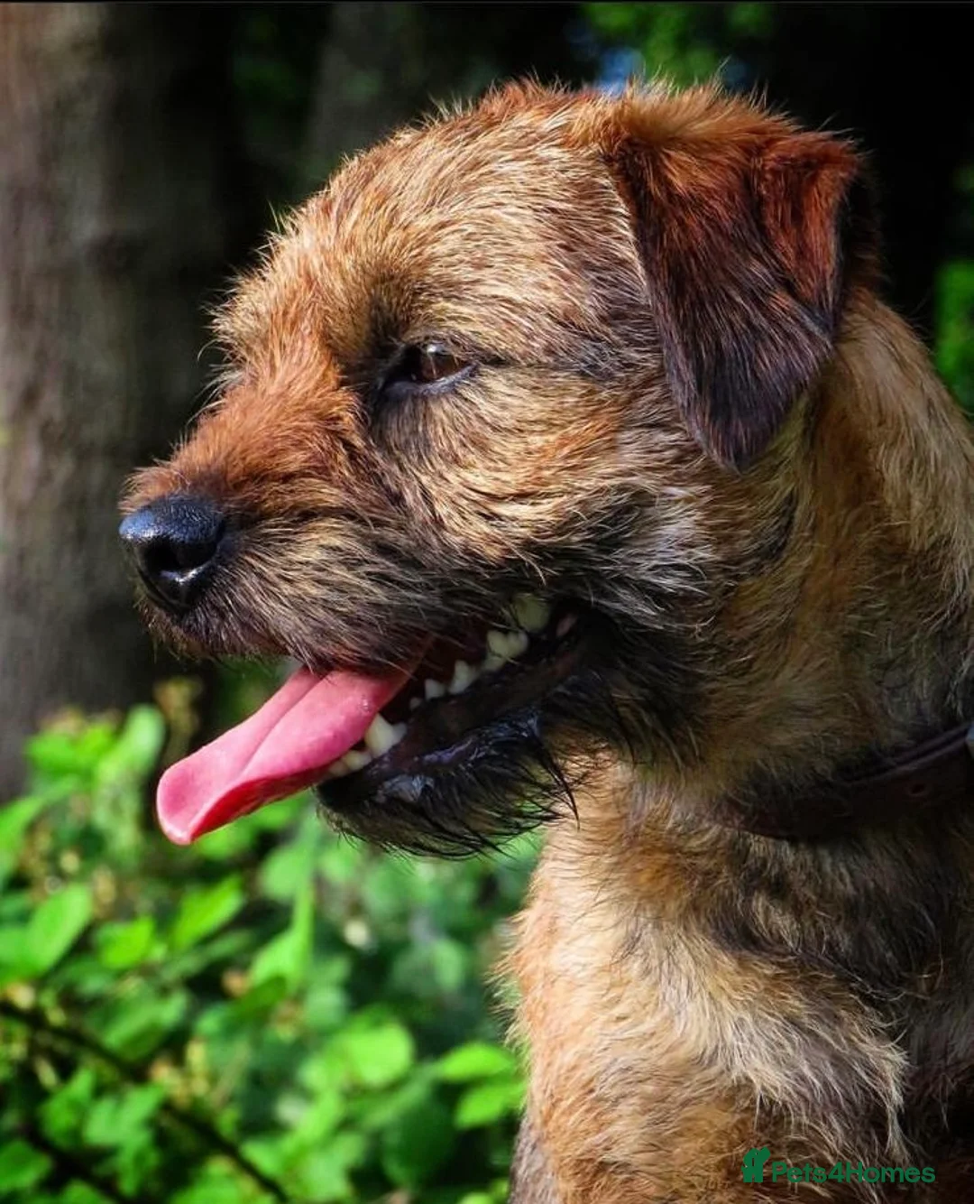 Border Terrier dogs for sale: Two Girl Border Terrier puppies in Slough - Advert 2