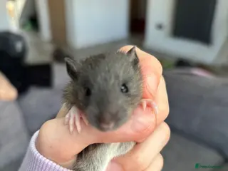Rat rodents Very friendly Baby Rats for sale - Advert 1