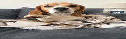 Beagle dogs for sale: Toby  - Advert 4