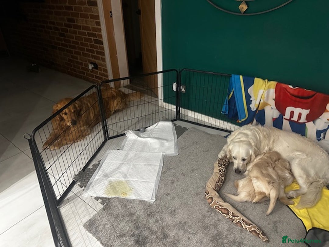 Golden Retriever dogs for sale: Golden Retriever Puppies - Collection 19 September - Image 11
