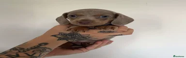 Dachshund 3
