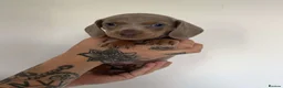 Dachshund dogs for sale: 6 beautiful dachshund puppies - Advert 2