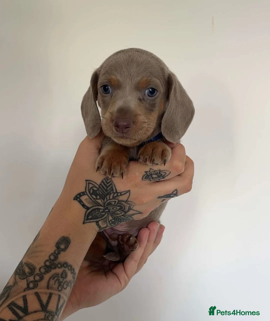 Dachshund dogs for sale: 6 beautiful dachshund puppies - Advert 2