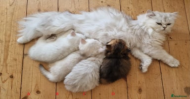 British Shorthair cats ❤ Pedigree British Short/Long Hair Kittens ❤ - Advert 1