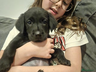 Labrador Retriever dogs Very sweet Labrador girl puppy ready Now - Advert 17