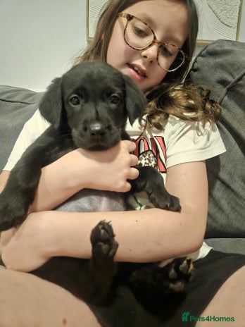 Labrador Retriever dogs Very sweet Labrador girl puppy ready Now - Advert 10