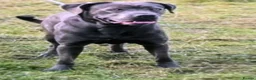 Cane Corso dogs for sale: Beautiful male 12 week old Cane Corso - Advert 2