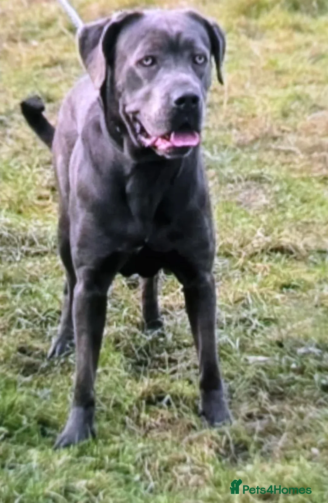 Cane Corso dogs for sale: Beautiful male 12 week old Cane Corso - Advert 2