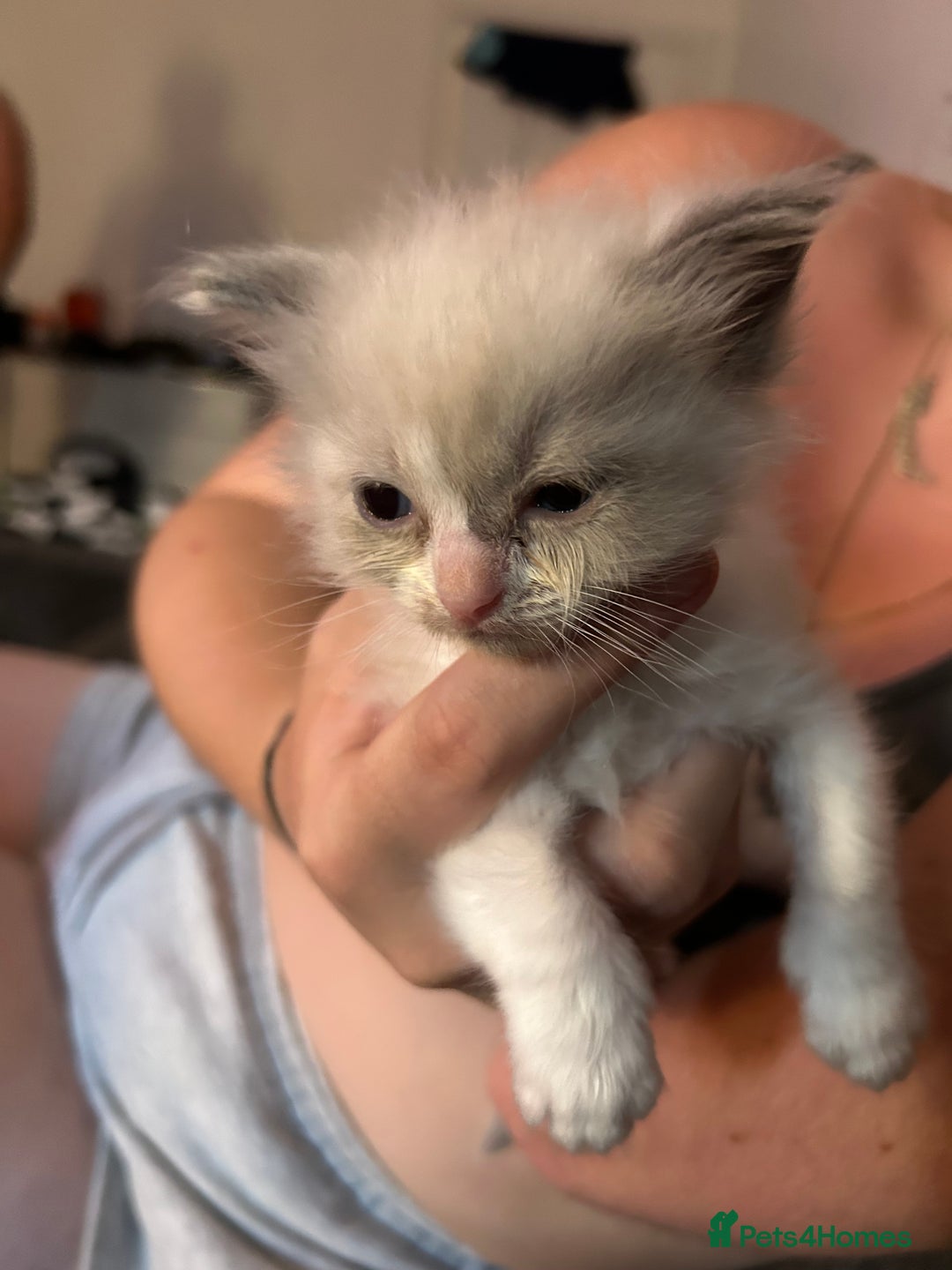 Ragdoll cats for sale: Rag doll kittens for sale 2 boys 1 girl  - Image 10