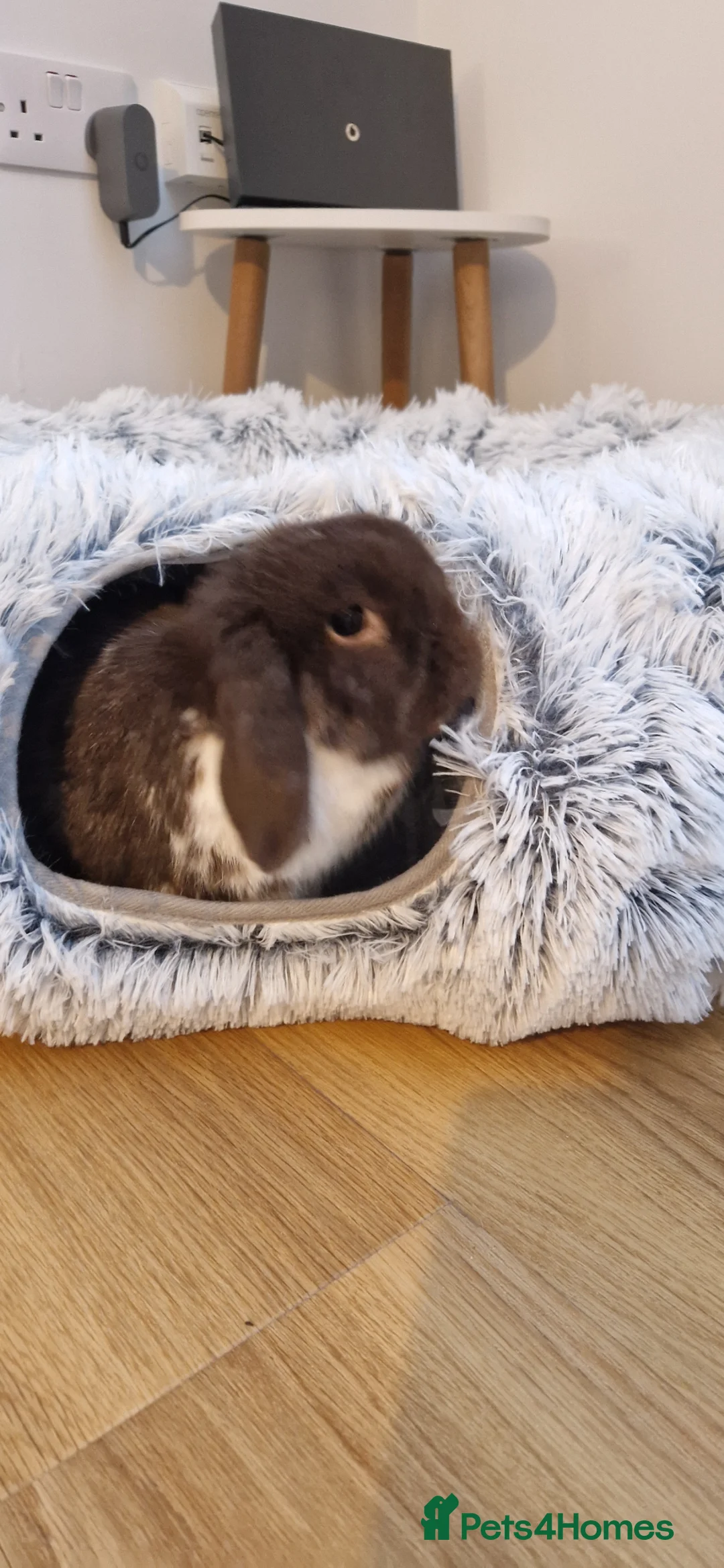 Dwarf Lop rabbits for sale: Beautiful miniature lop rabbit  - Advert 8